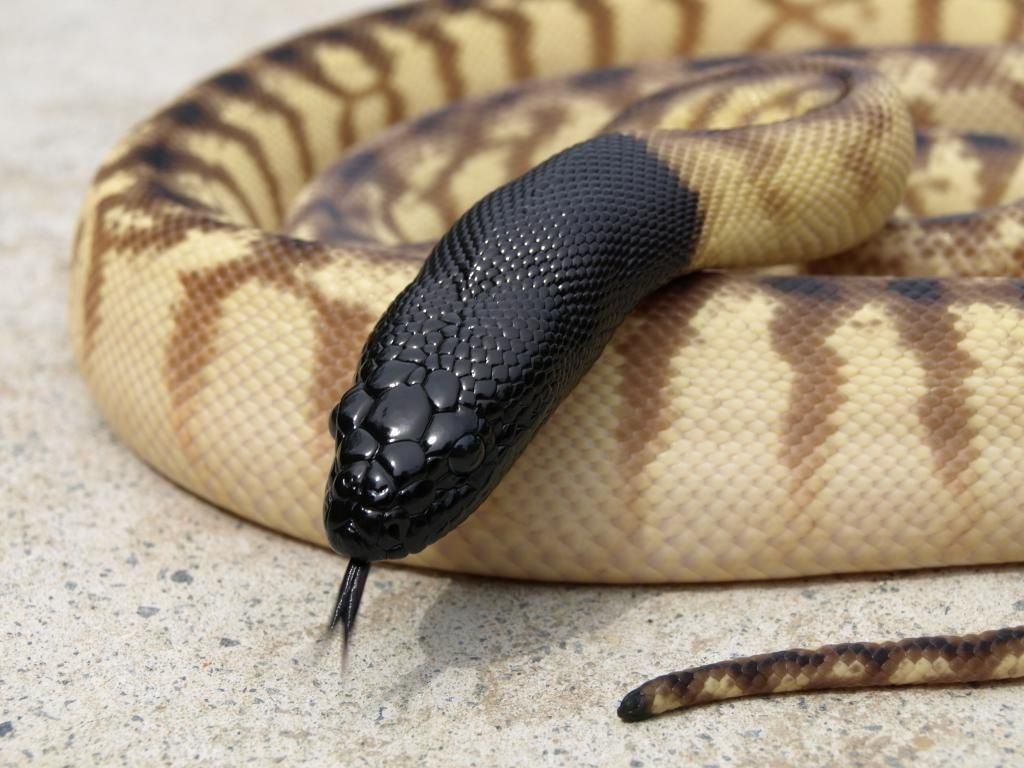 A black-headed python coiled on pale sand