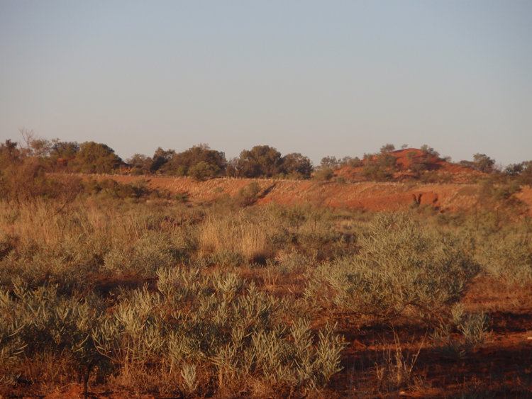 Saltbush and red earth in the Central Desert in early light