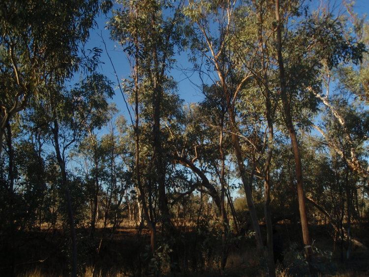 Tall gum trees against a deep blue sky
