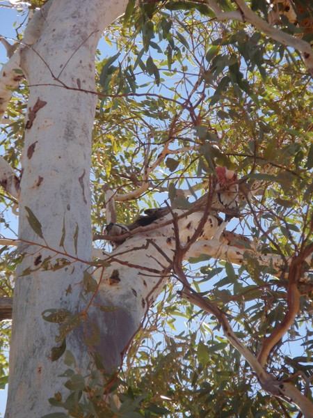 Looking up the pale trunk of a red gum to its leaves