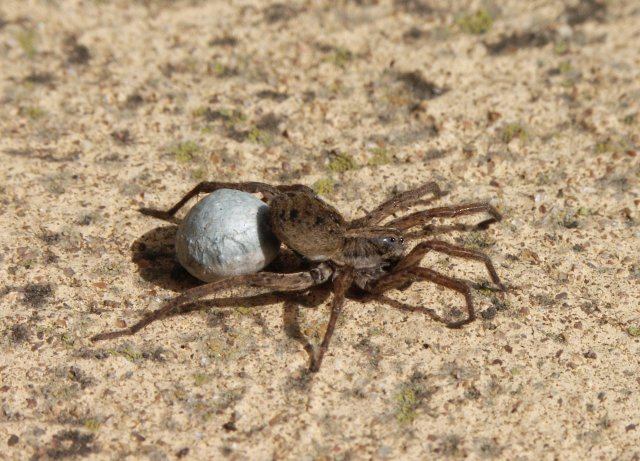 A spider carrying its egg sac across sand