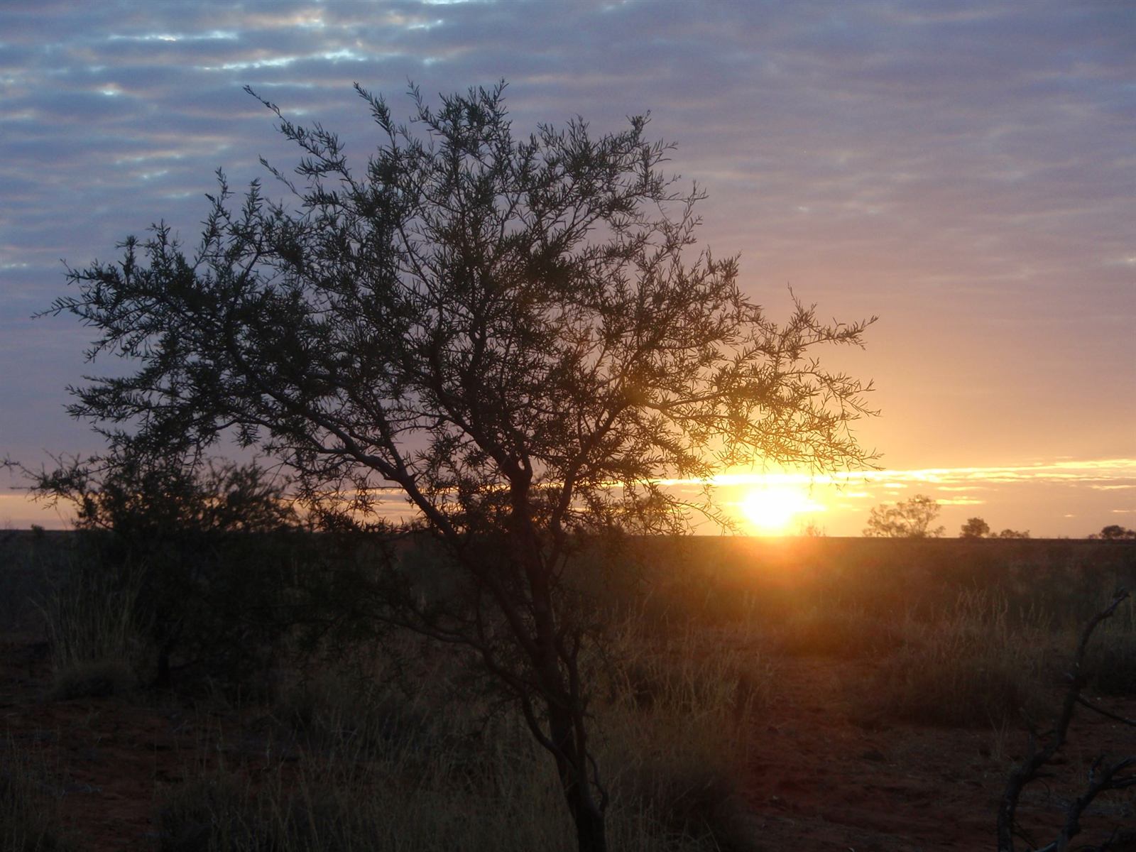 The sun rising in the east over desert country, beside a tree