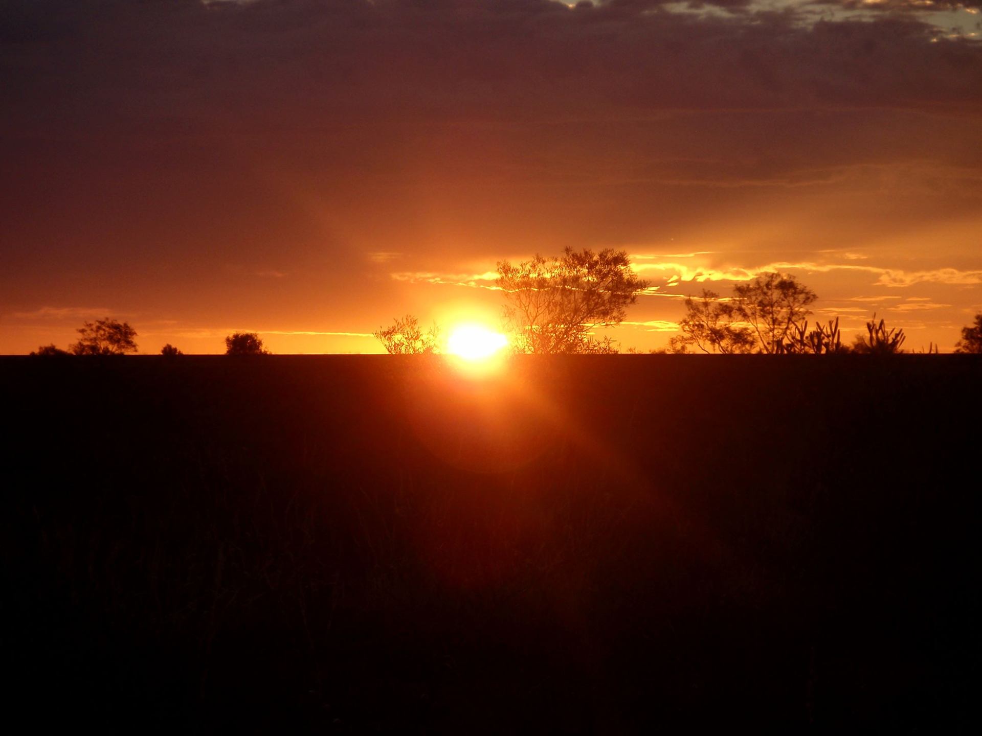 A deep orange sunset behind silhouetted desert trees