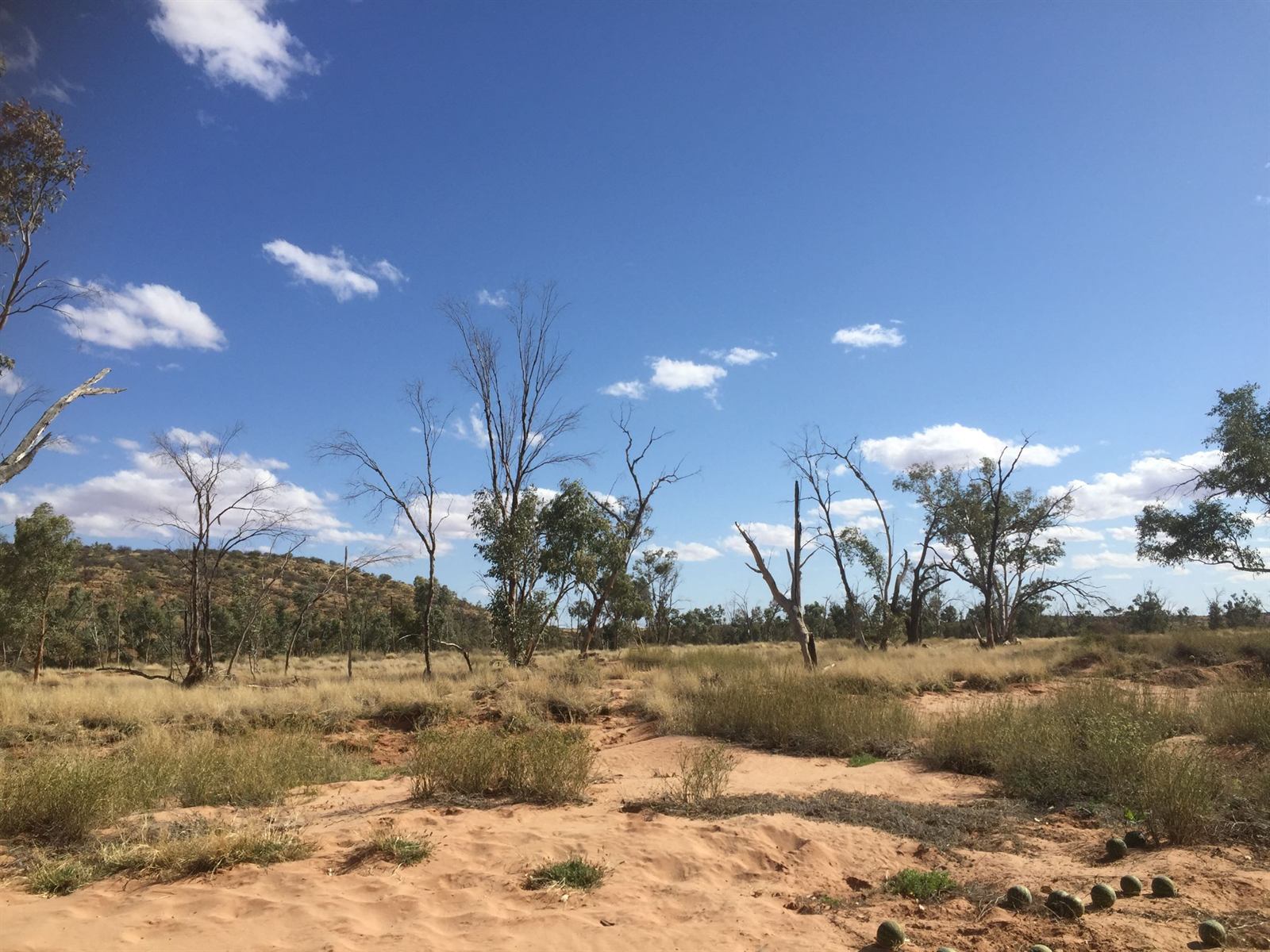 Gum trees and golden grass along a sandy creek bed under a blue sky