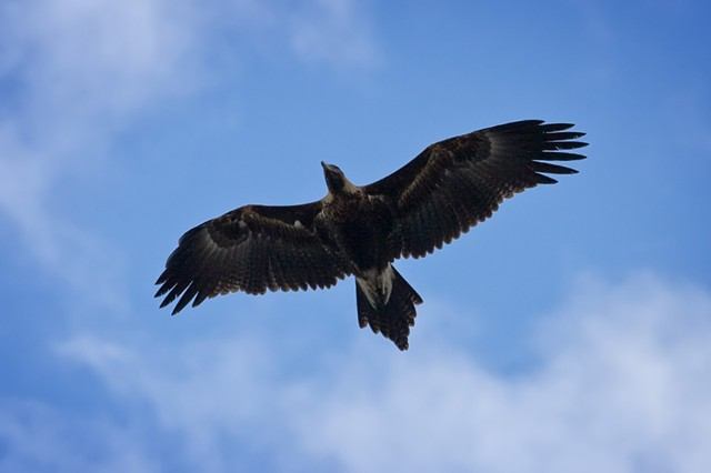 A wedge-tailed eagle soaring against a blue sky
